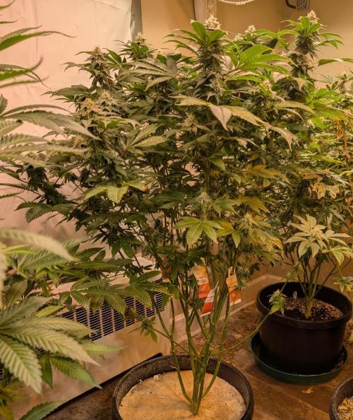 Fruity Pebbles. Week 20