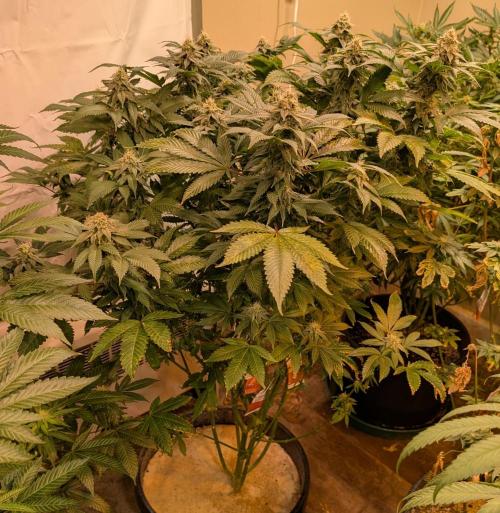 Fruity Pebbles. Week 20