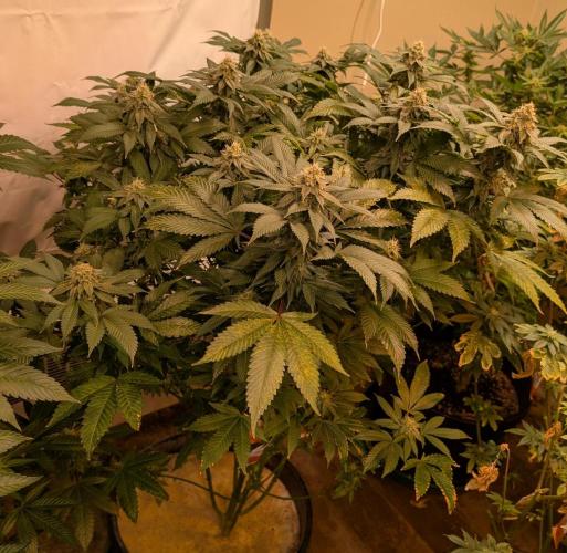 Fruity Pebbles. Week 20