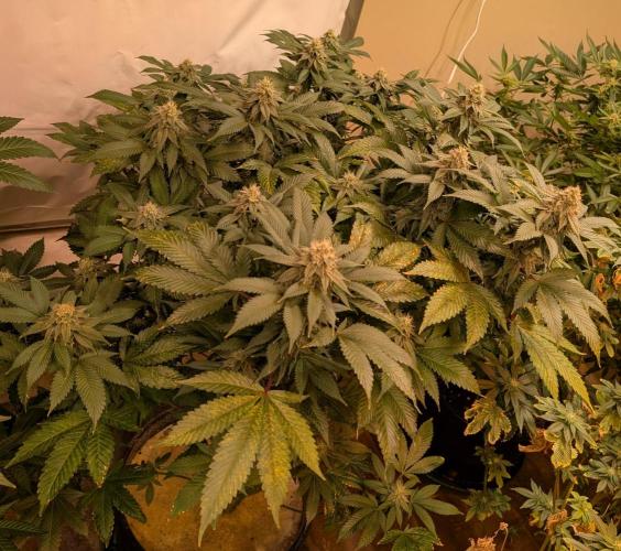 Fruity Pebbles. Week 20