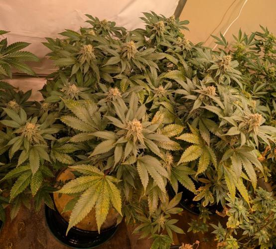 Fruity Pebbles. Week 20