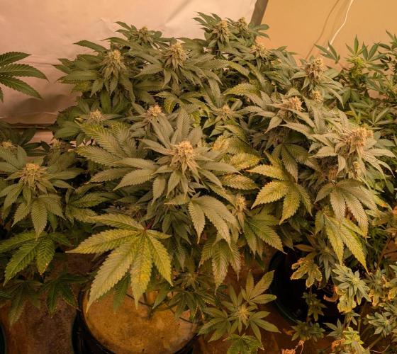 Fruity Pebbles. Week 20
