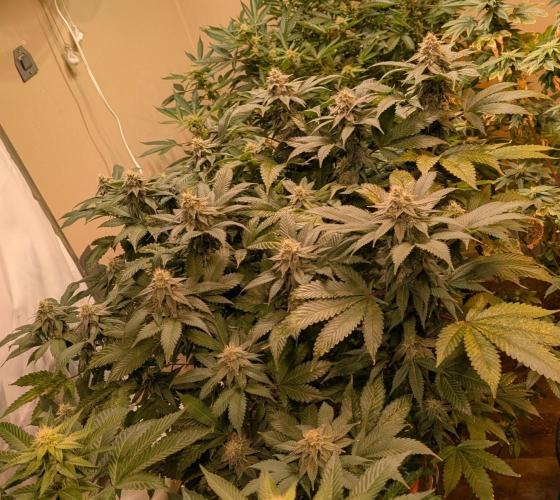 Fruity Pebbles. Week 20