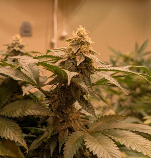 Fruity Pebbles. Week 20