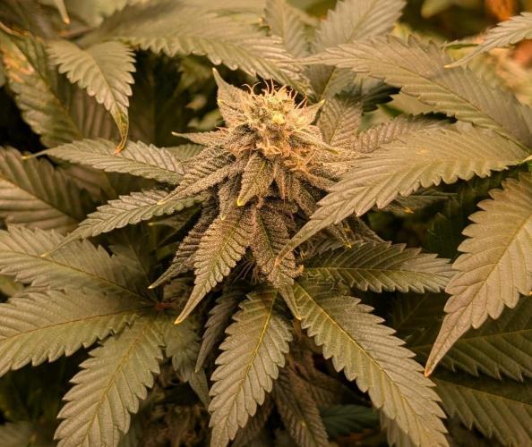 Fruity Pebbles. Week 20