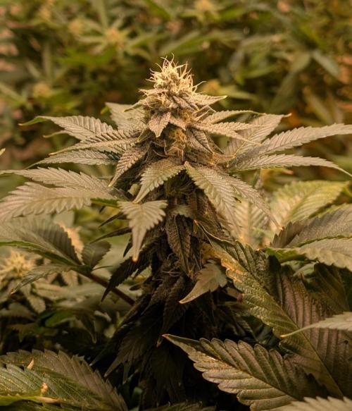 Fruity Pebbles. Week 20