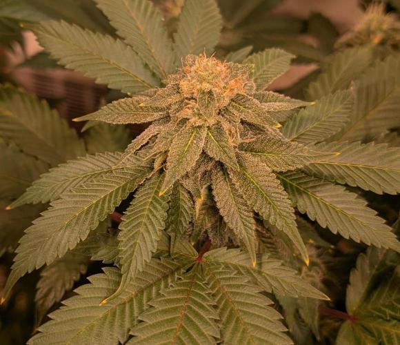 Fruity Pebbles. Week 20