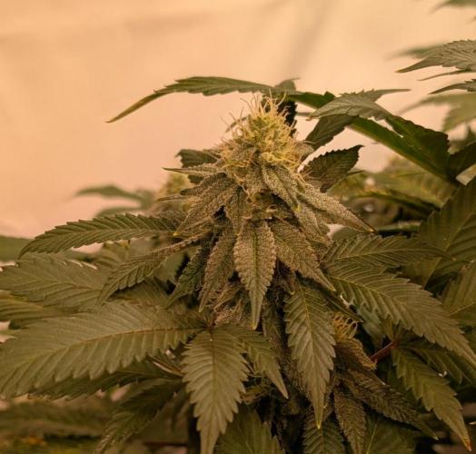 Fruity Pebbles. Week 20