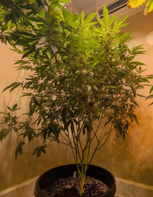 Gushers. Week 20