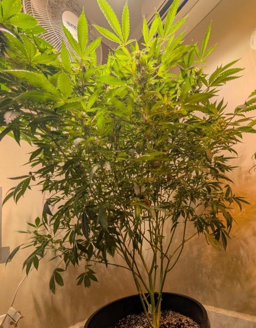 Gushers. Week 20