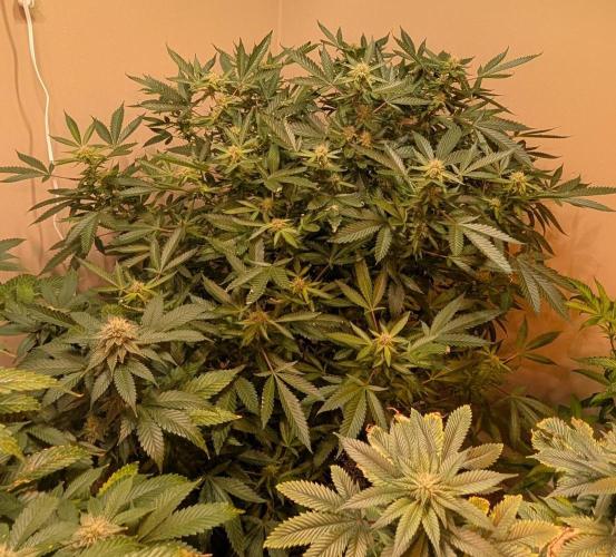 Gushers. Week 20