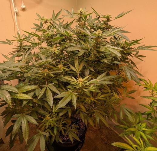 Gushers. Week 20