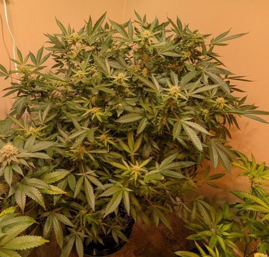 Gushers. Week 20
