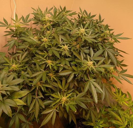 Gushers. Week 20