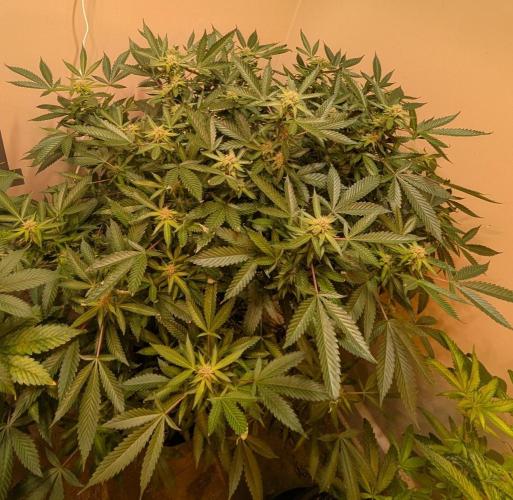 Gushers. Week 20