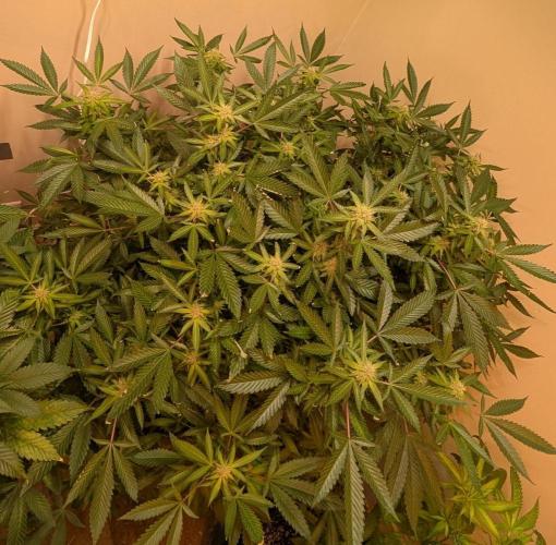 Gushers. Week 20