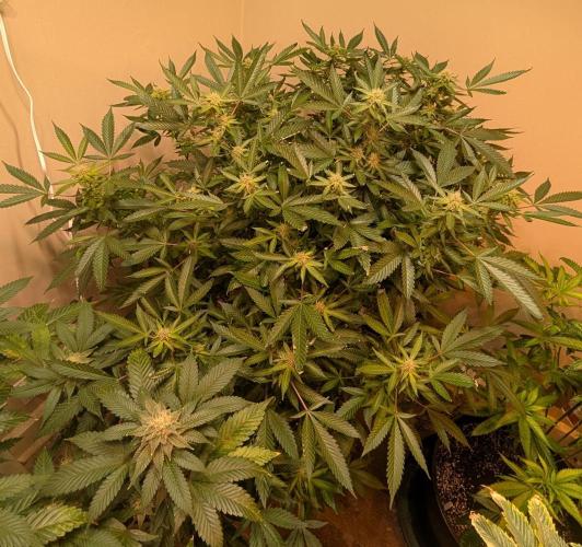 Gushers. Week 20