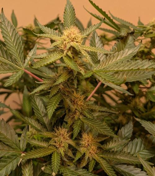 Gushers. Week 20