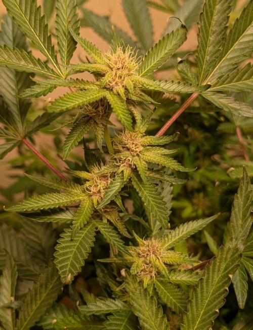 Gushers. Week 20