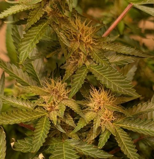 Gushers. Week 20