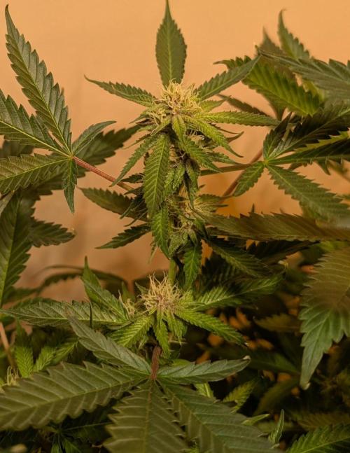 Gushers. Week 20