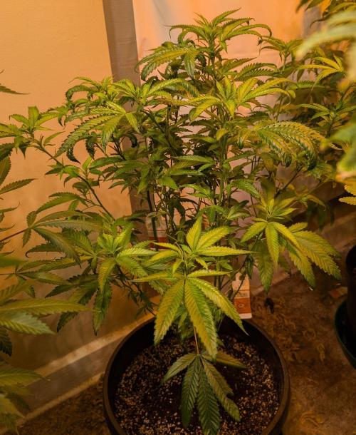 Pellezino Cookies. Week 20
