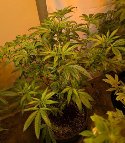 Pellezino Cookies. Week 20