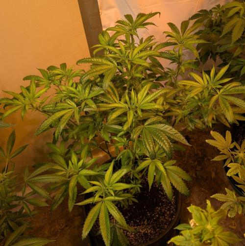 Pellezino Cookies. Week 20