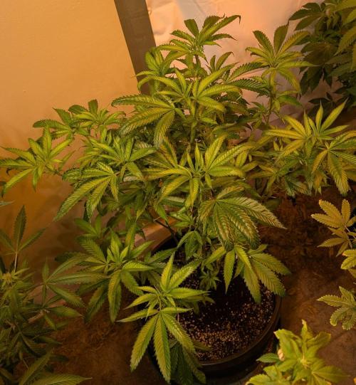 Pellezino Cookies. Week 20