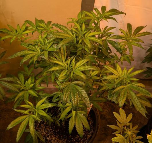 Pellezino Cookies. Week 20