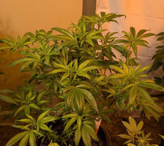 Pellezino Cookies. Week 20