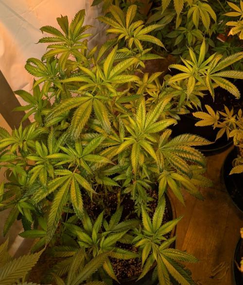 Pellezino Cookies. Week 20