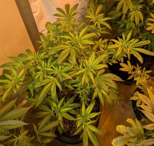 Pellezino Cookies. Week 20