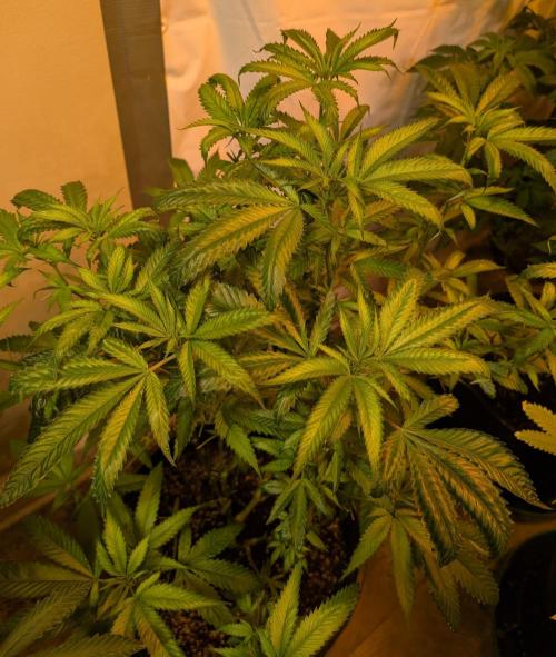 Pellezino Cookies. Week 20