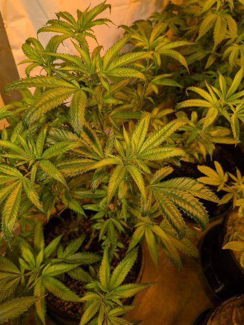 Pellezino Cookies. Week 20