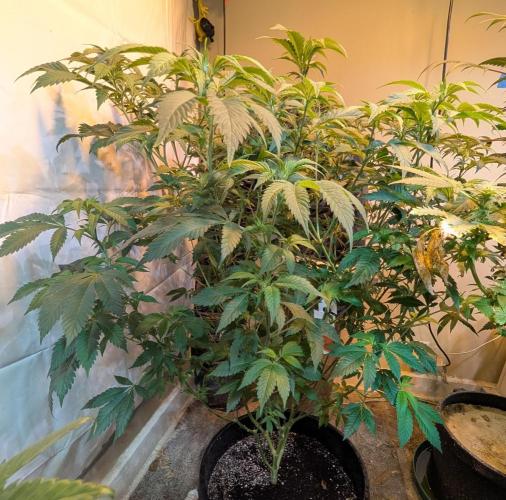 Forbidden Fruit. Week 20
