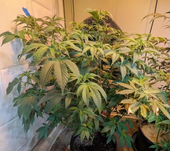 Forbidden Fruit. Week 20