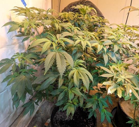 Forbidden Fruit. Week 20