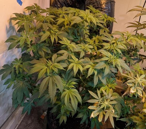 Forbidden Fruit. Week 20