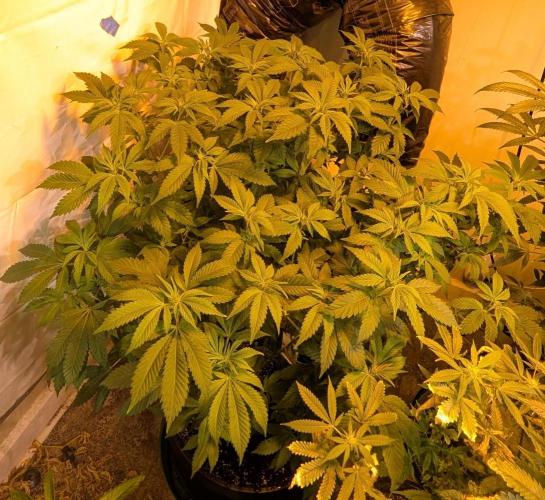 Forbidden Fruit. Week 20
