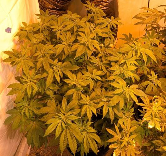 Forbidden Fruit. Week 20