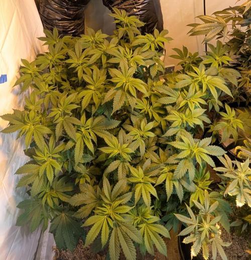 Forbidden Fruit. Week 20