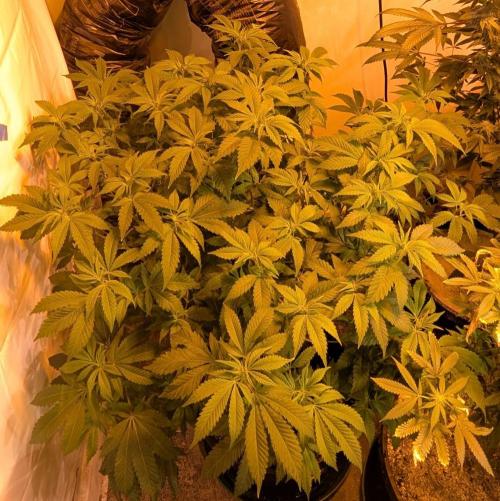 Forbidden Fruit. Week 20