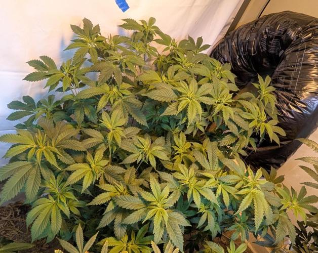 Forbidden Fruit. Week 20