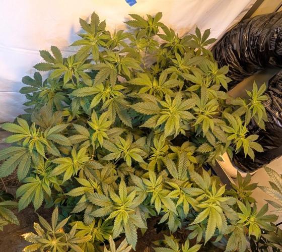 Forbidden Fruit. Week 20