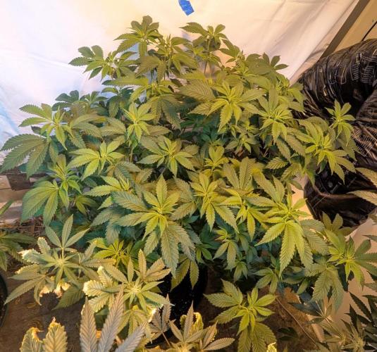 Forbidden Fruit. Week 20