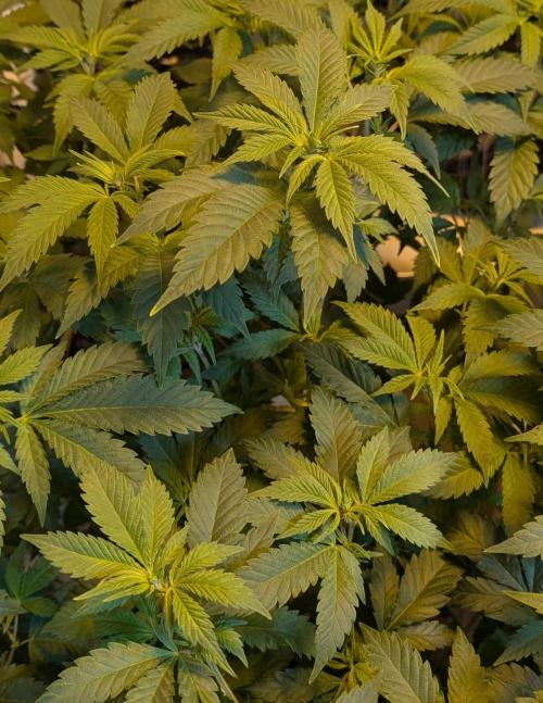 Forbidden Fruit. Week 20