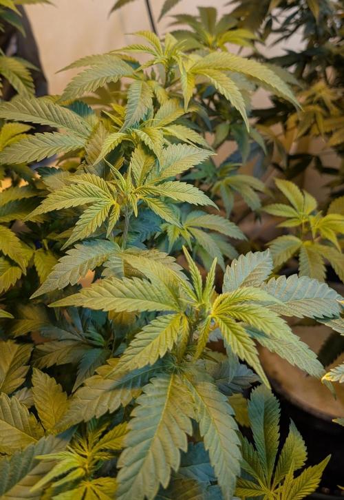 Forbidden Fruit. Week 20