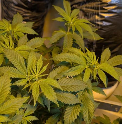 Forbidden Fruit. Week 20
