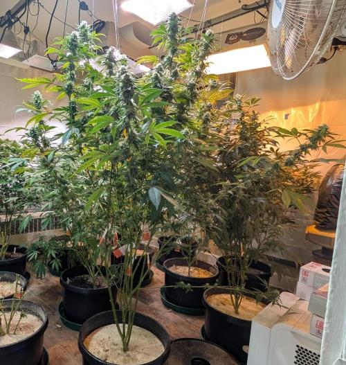 Super Boof. Week 21